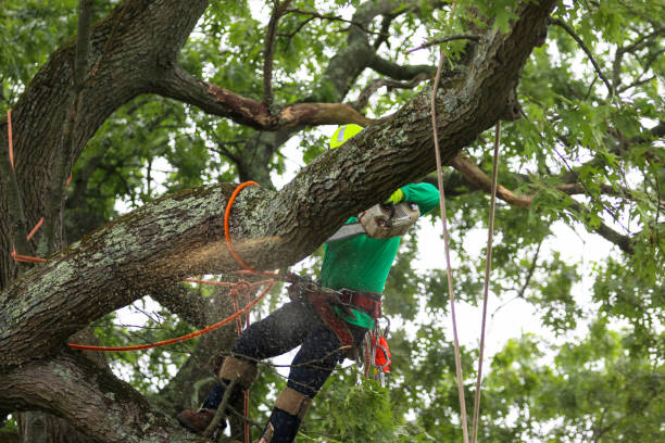 Tree and Shrub Care in Unadilla, GA