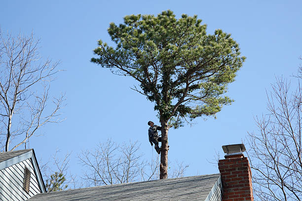 How Our Tree Care Process Works  in  Unadilla, GA